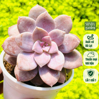Sen đá dĩa hồng SONDA GARDEN size trung bình 10-12cm, cây cảnh trang trí nhà cửa, lỗi 1 đổi 1