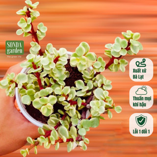 Sen đá đô la SONDA GARDEN size trung bình 10cm, cây cảnh trang trí nhà cửa, lỗi 1 đổi 1