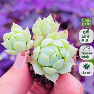 Sen đá dù kim SONDA GARDEN size mini 2.5-4cm, cây cảnh trang trí nhà cửa, lỗi 1 đổi 1