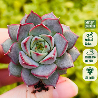 Sen đá hoa hồng đỏ SONDA GARDEN size mini 2.5-4cm, cây cảnh trang trí nhà cửa, lỗi 1 đổi 1