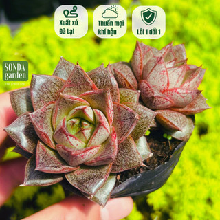 Sen đá hoa hồng đen SONDA GARDEN size bé 6-7cm, cây cảnh trang trí nhà cửa, lỗi 1 đổi 1