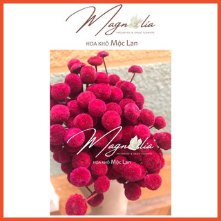 [HIẾM] Hoa khô Decor❤️FREESHIP❤️ Cỏ cúc nút Button Flowers Nhật Bản cắm hoa trang trí nhà cửa, bàn học, phòng ngủ