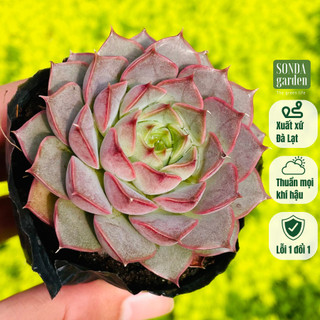 Sen đá hoa hồng đỏ SONDA GARDEN size bé 5-8cm, cây cảnh trang trí nhà cửa, lỗi 1 đổi 1