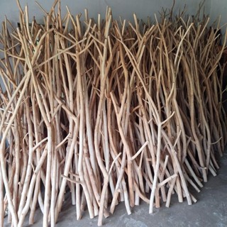 Cành cây khô gỗ lát có nhánh decor trang trí