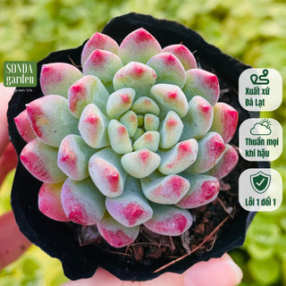 Sen đá hoàng hôn SONDA GARDEN size bé 5-8cm, cây cảnh trang trí nhà cửa, lỗi 1 đổi 1
