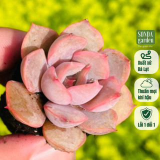 Sen đá hồng cánh cứng SONDA GARDEN size mini, cây cảnh trang trí nhà cửa, lỗi 1 đổi 1