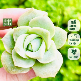 Sen đá hoa hồng hà lan SONDA GARDEN size mini 2.5-4cm, cây cảnh trang trí nhà cửa, lỗi 1 đổi 1
