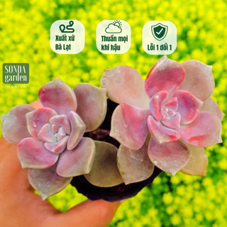 Sen đá hồng mập SONDA GARDEN size bé 5-8cm, cây cảnh trang trí nhà cửa, lỗi 1 đổi 1