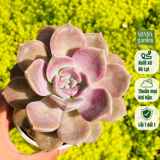 Sen đá hồng mập SONDA GARDEN size trung bình 10-12cm, cây cảnh trang trí nhà cửa, lỗi 1 đổi 1