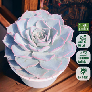 Sen đá hồng phấn SONDA GARDEN size trung bình 10-12cm, cây cảnh trang trí nhà cửa, lỗi 1 đổi 1