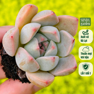  Sen đá hồng quế 5 cây size mini 2.5-4cm SONDA GARDEN cây cảnh trang trí nhà cửa lỗi 1 đổi 1 