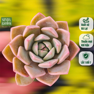 Sen đá hồng quế SONDA GARDEN size bé 5-8cm, cây cảnh trang trí nhà cửa, lỗi 1 đổi 1