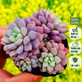 Sen đá kim cương tím SONDA GARDEN size bé 5-8cm, cây cảnh trang trí nhà cửa, lỗi 1 đổi 1