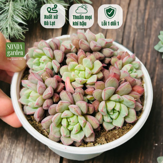 Sen đá kim cương tím SONDA GARDEN size trung bình 10-12cm, cây cảnh trang trí nhà cửa, lỗi 1 đổi 1