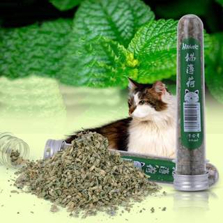 Cỏ Bạc Hà Catnip Cho Mèo