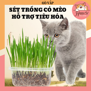 Hạt giống cỏ mèo cao cấp gói 100g - nàng meow