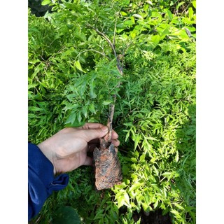 COMBO 10 CÂY ĐINH LĂNG LÁ NHỎ