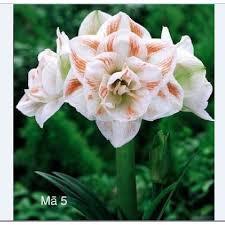 CỦ HUỆ CÁNH KÉP - CỦ SIÊU TO ( ĐỦ MÀU )