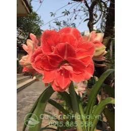 CỦ HUỆ CÁNH KÉP - CỦ SIÊU TO ( ĐỦ MÀU )