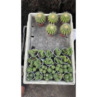 XƯƠNG RỒNG ECHI NHỎ
