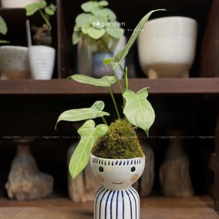 Kokedama Trầu Bà Lá Xanh - Philodendron Violin Kèm Đĩa Gốm