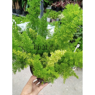 Cây tùng đuôi chuồn