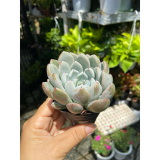 Sen đá cúc size bầu
