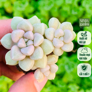 Sen đá kim tuyến SONDA GARDEN size mini 2.5-4cm, cây cảnh trang trí nhà cửa, lỗi 1 đổi 1