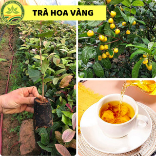 Giống cây trà hoa vàng cao 20 cm, cây Dược Liệu Quý, vừa làm cảnh vừa có trà uống