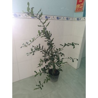 Cây tầm 3 năm. cây chúc. chanh thái. 1 cây khỏe đẹp
