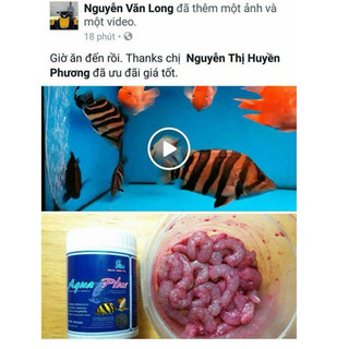 Vitamin cá AQUA PLUS CZ13 - VITAMIN CHO RỒNG, HỔ, SAM và cá cảnh khác (Hàng Công Ty)