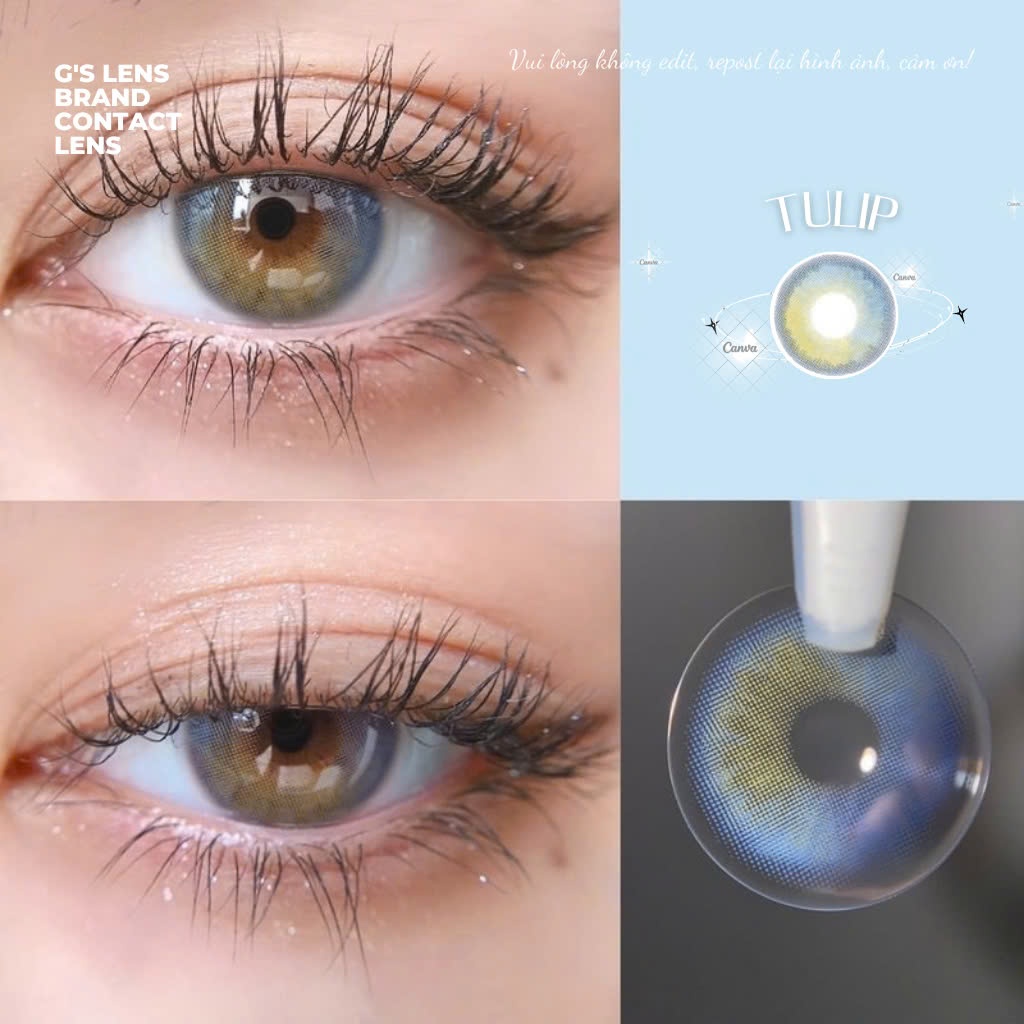  Kính áp tròng Gtrendy TULIP BROWN nâu xanh tây douyin lens cận 6 tháng G.DIA 14.2mm có độ  0-6  