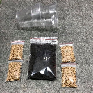Bộ trồng cỏ mèo tươi hạt lúa mạch