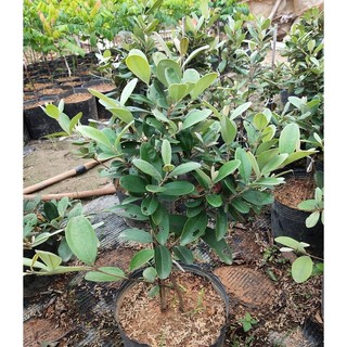 Cây giống Hoa sim tím 60cm