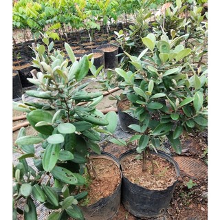 Cây giống Hoa sim tím 60cm