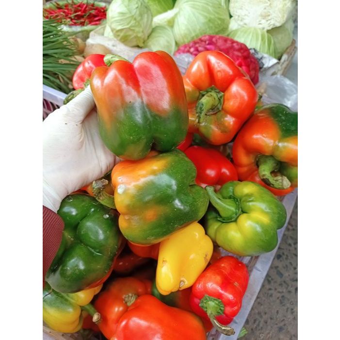 Hạt giống ớt chuông mix màu gói 30 hạt