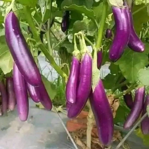 HẠT GIỐNG CÀ TÍM DÀI GÓI 50 HẠT RA TRÁI QUANH NĂM