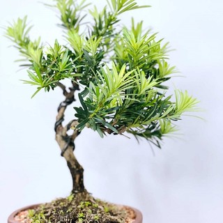 Cây giống Tùng La hán 70cm