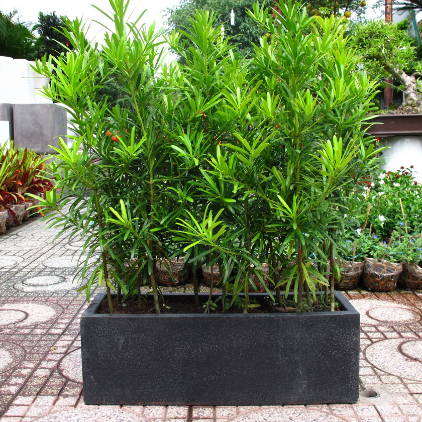 Cây giống Tùng La hán 70cm