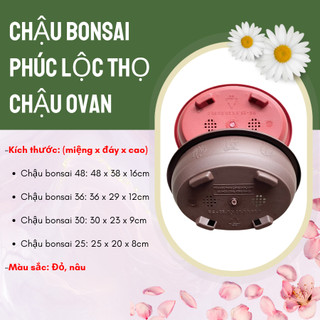 (Combo 3 chậu) Chậu bonsai 30 (Miệng 30x cao23x đáy9cm)-(Vườn Sài Gòn - Vuon Sai Gon)