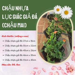 Chậu nhựa lục giác giả đá (M27xC18cm), chậu mai 280, bền nhẹ sang trọng (Vườn Sài Gòn)