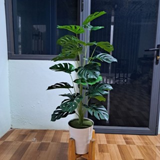 ( Mua cây tặng kèm chậu ) - Cây giả, Cây xanh trang trí, Cây trầu bà lá rách decor