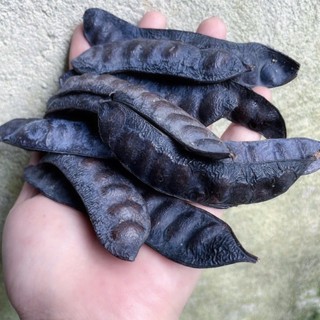 1KG Bồ Kết Khô Loại 1 Nguyên Trái, Quả Đều Đẹp, Xông Nhà, Gội Đầu (Giá Sỉ)