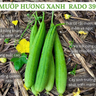 Hạt giống Mướp hương lai f1 RD39, đóng gói 1gr
