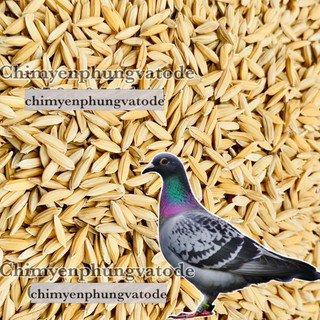 1kg hạt lúa (thóc) [Paddy Seeds] cho chim kiểng, gà kiểng hoặc ươm nảy mầm.