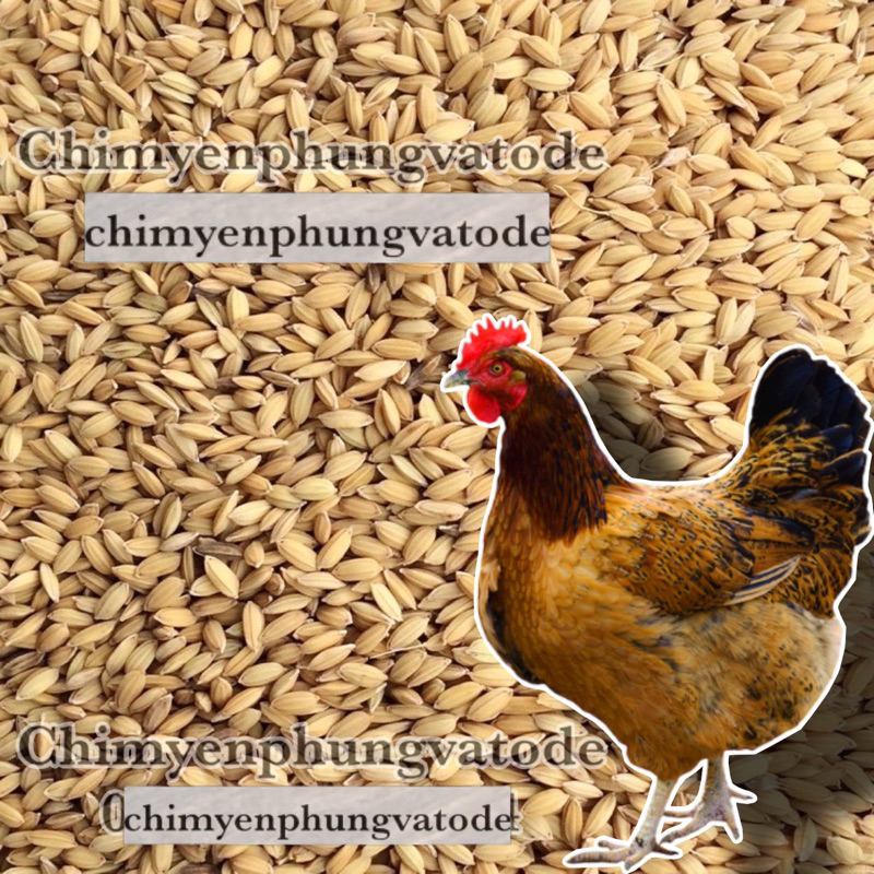 500Gr hạt lúa (thóc) [Paddy Seeds] cho Gà Kiểng, Chim Cảnh hoặc ươm mầm.