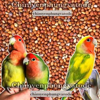 Hạt kê đỏ nhỏ Hà Nội (thức ăn chim yến • gà kiểng • cu gáy...)
