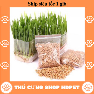 Hạt giống cỏ mèo cỏ lúa mì tiêu búi lông 2 túi 15g