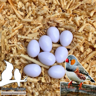 1 quả trứng giả (trắng /xanh) dành cho yến hót, manh manh, chim cảnh nhỏ...