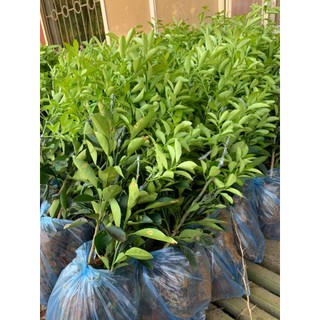 GIỐNG CÂY CHANH TỨ QUÝ